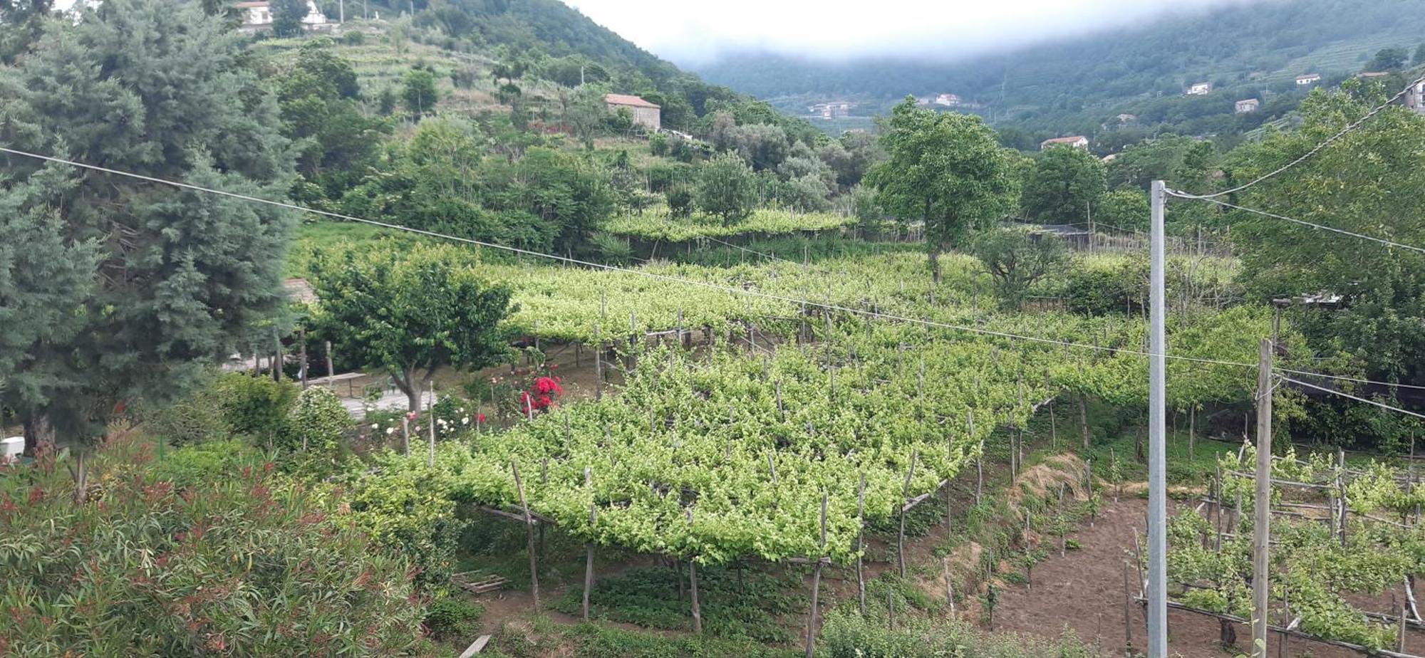 Pensjonat Agriturismo Mare E Monti Tramonti Zewnętrze zdjęcie